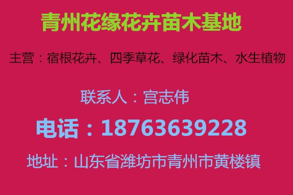 今日绿化火狐电竞苗木报价(图1)