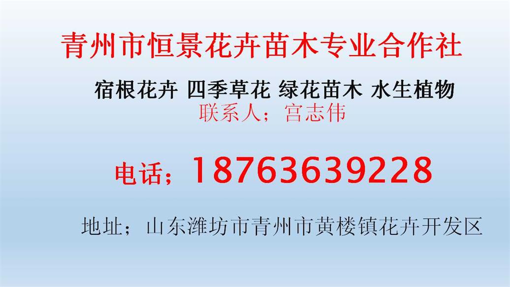 绿火狐电竞化苗木的价格(图1)