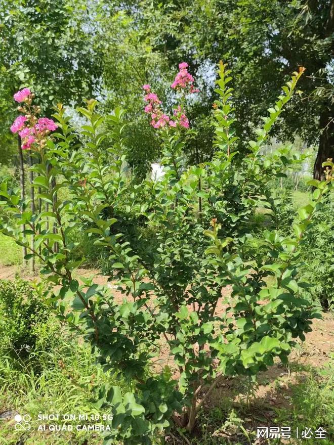 陕西地区园林绿化植物适宜品种介火狐电竞绍(图1)