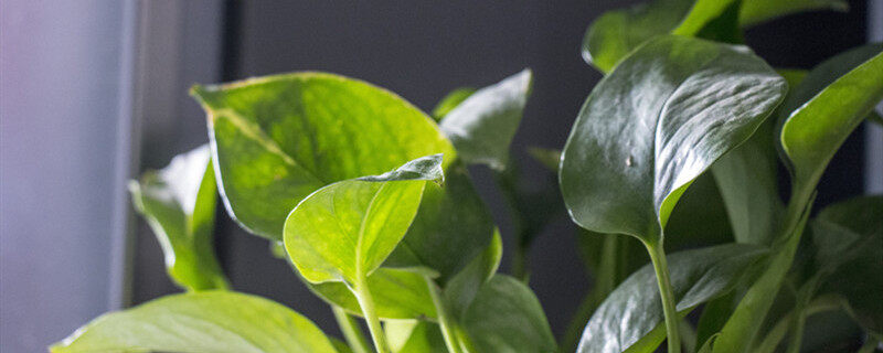 常见60种室内绿化植物(图1)
