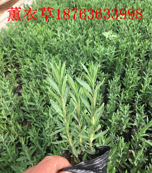 北京绿化苗木基火狐电竞地(图3)
