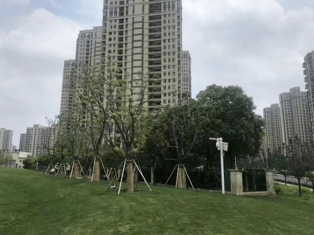 火狐电竞绿化资源节约再利用更新扮靓城市绿色空间(图2)
