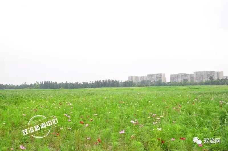 重磅!双流要建的10个小游园、微绿地效果图曝光美到窒息!火狐电竞(图1) 重磅!双流要建的10个小游园、微绿地效果图曝光美到窒息!火狐电竞(图1)