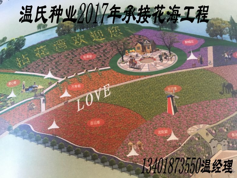 火狐电竞宁夏吴忠市桔梗种子草坪贴图(图1)