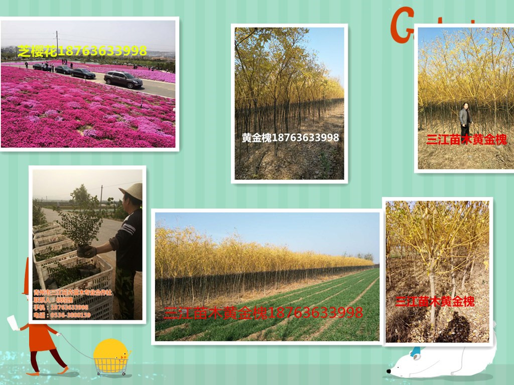 质量好绿化苗木基火狐电竞地超低价格销售(图1)