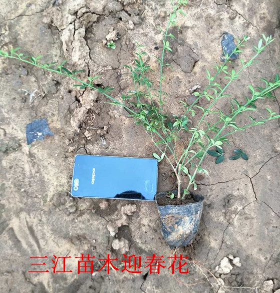 质量好绿化苗木基火狐电竞地超低价格销售(图2)