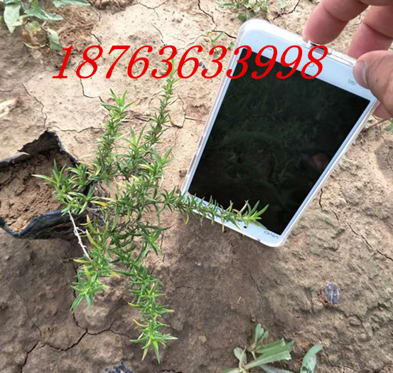 质量好绿化苗木基火狐电竞地超低价格销售(图3)