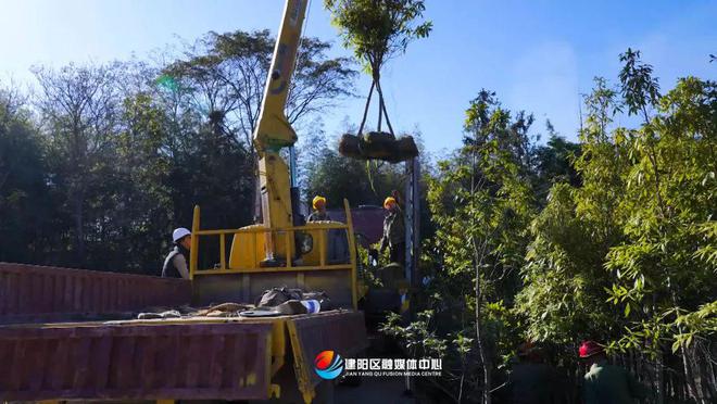 乡村振兴看建火狐电竞阳丨建阳鑫绿苗圃基地：壮大绿色产业 助力乡村振兴(图2)