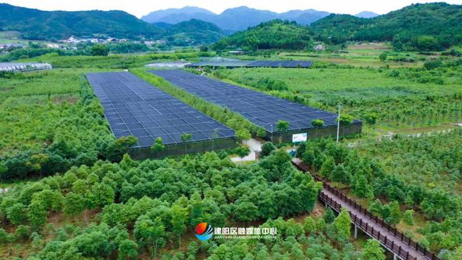 乡村振兴看建火狐电竞阳丨建阳鑫绿苗圃基地：壮大绿色产业 助力乡村振兴(图1)