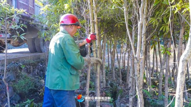 乡村振兴看建火狐电竞阳丨建阳鑫绿苗圃基地：壮大绿色产业 助力乡村振兴(图5)