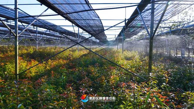 乡村振兴看建火狐电竞阳丨建阳鑫绿苗圃基地：壮大绿色产业 助力乡村振兴(图4)