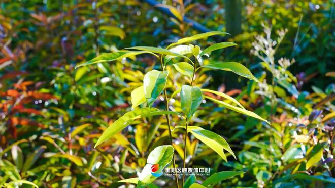 乡村振兴看建火狐电竞阳丨建阳鑫绿苗圃基地：壮大绿色产业 助力乡村振兴(图7)