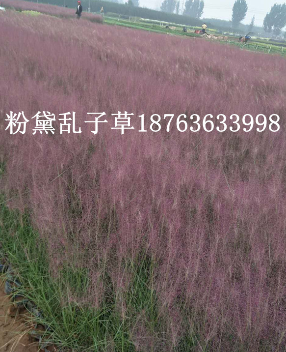 火狐电竞绿化苗木基地批发基地(图1)