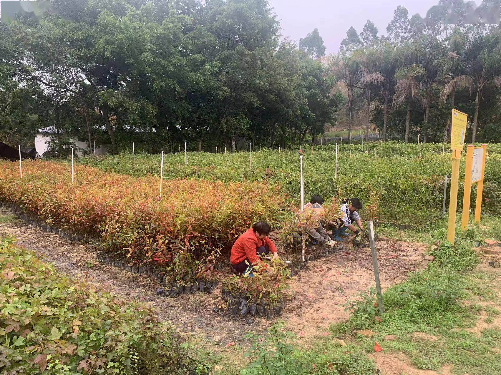 火狐电竞2355万株！惠城保障性苗圃储备丰富(图1)
