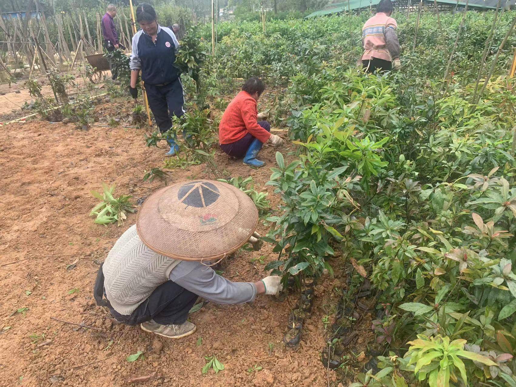 火狐电竞2355万株！惠城保障性苗圃储备丰富(图2)