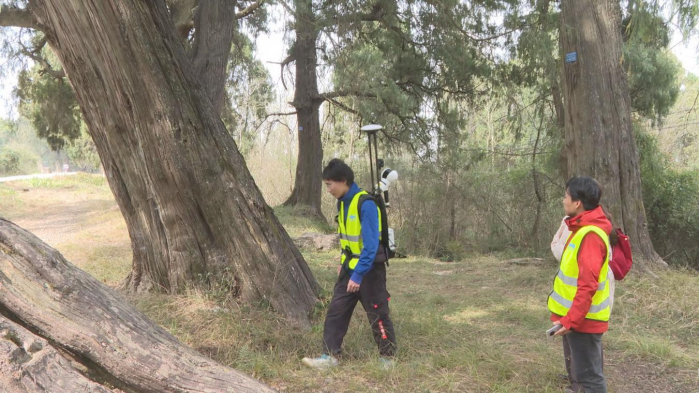 火狐电竞广元剑阁：智能手段加持 助力翠云廊古柏全面“体检”(图1)