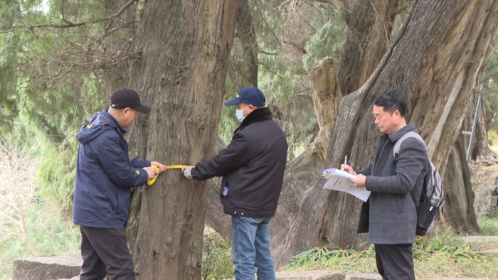 火狐电竞广元剑阁：智能手段加持 助力翠云廊古柏全面“体检”(图3)