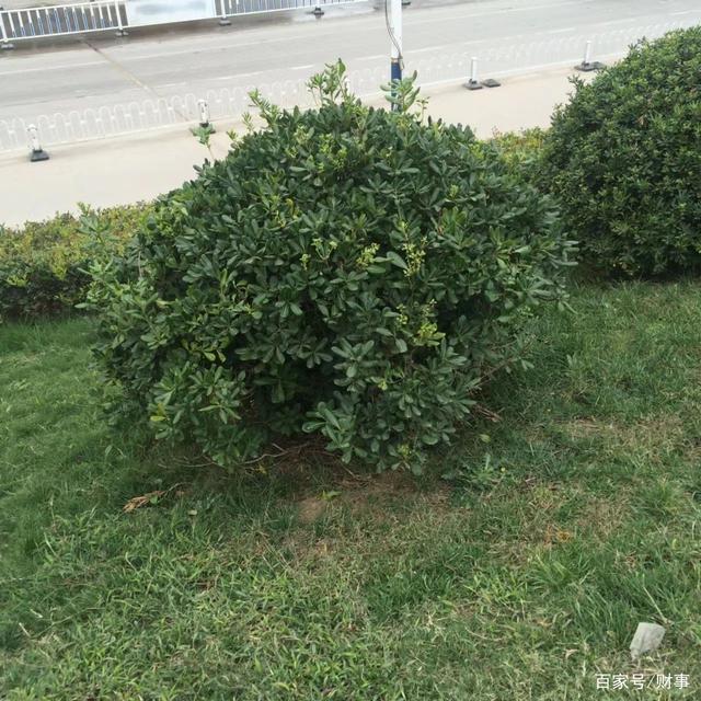 为啥中国随处可见的绿化带欧美国家却很少见？难道他们不用吗火狐电竞？(图1)