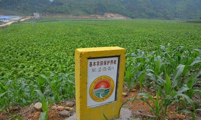国办印发科学绿化指导意见：严禁违规占用耕地火狐电竞绿化造林(图1)