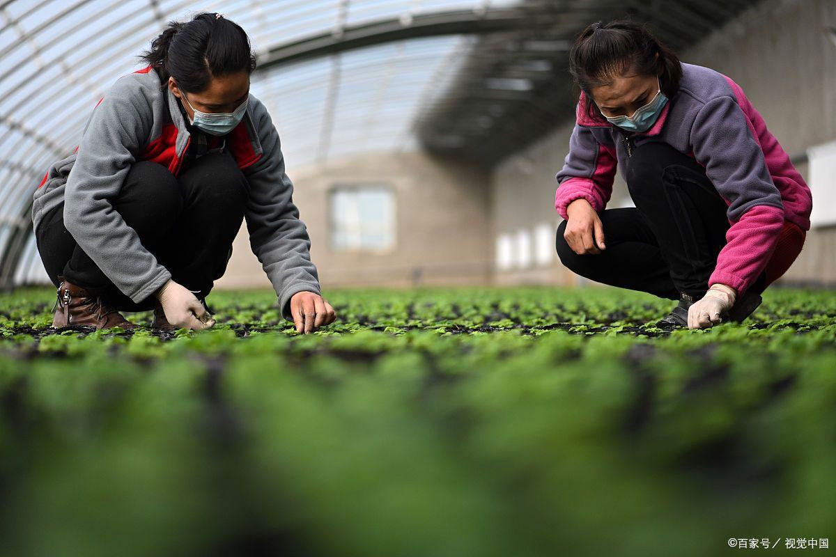 火狐电竞园林绿化工程师证书报名入口在哪？哪些要求？报考流程？多久出证(图2)