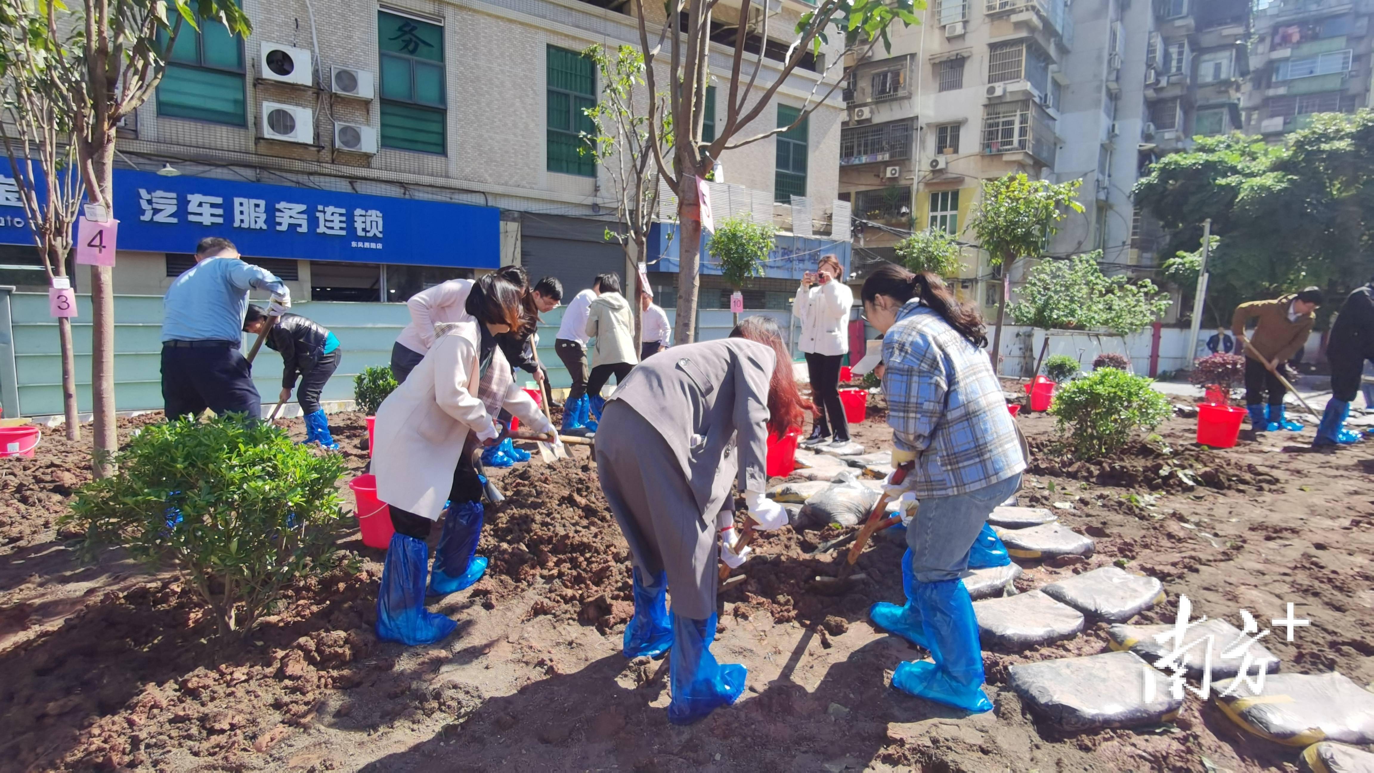 火狐电竞新春催新绿100株苗木擦亮绿美越秀生态底色(图1)
