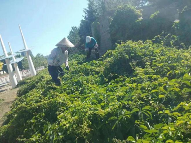 火狐电竞炎炎夏日 绿化养护正忙时—“四加强”开启夏季园林绿化养护模式(图4)
