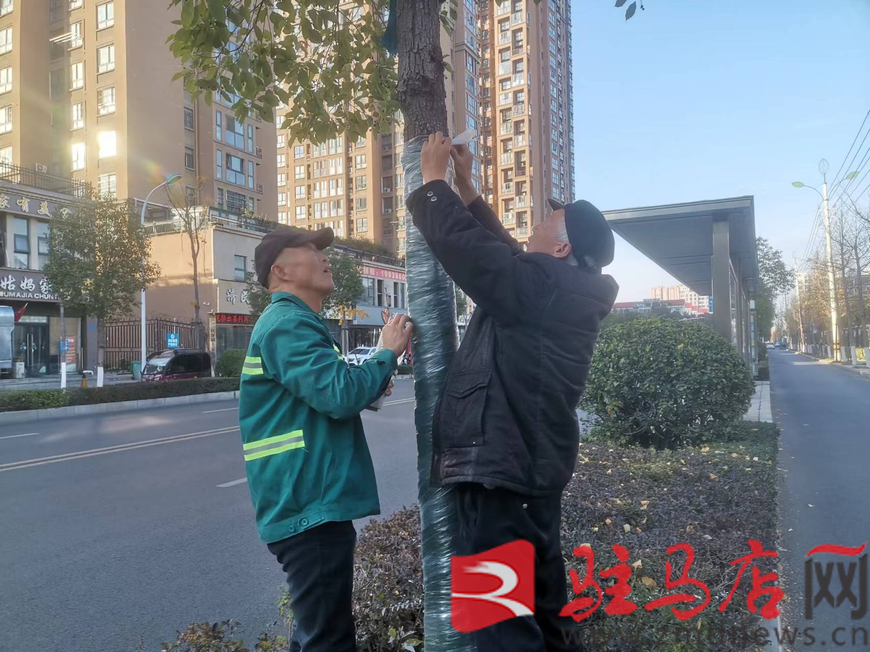 市园林绿火狐电竞化中心加强绿化养护管理 确保树木安全过冬(图1)