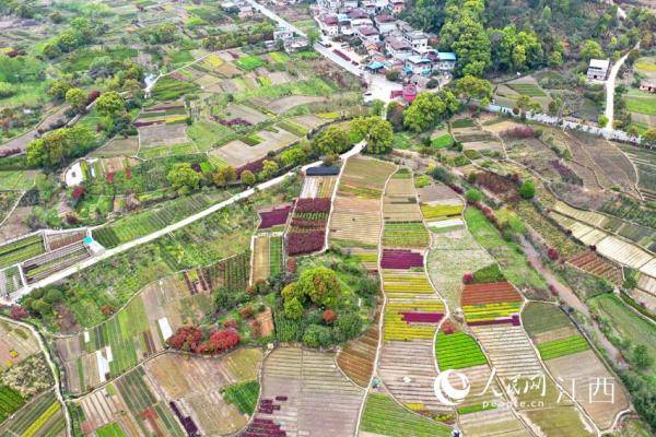 江西南昌：苗木基地姹紫火狐电竞嫣红 如大地调色板(图1)