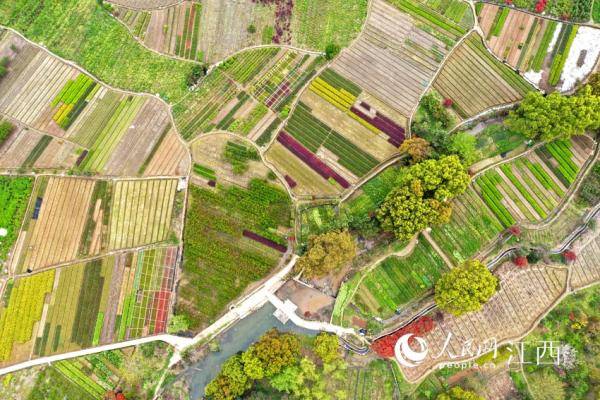 江西南昌：苗木基地姹紫火狐电竞嫣红 如大地调色板(图2)