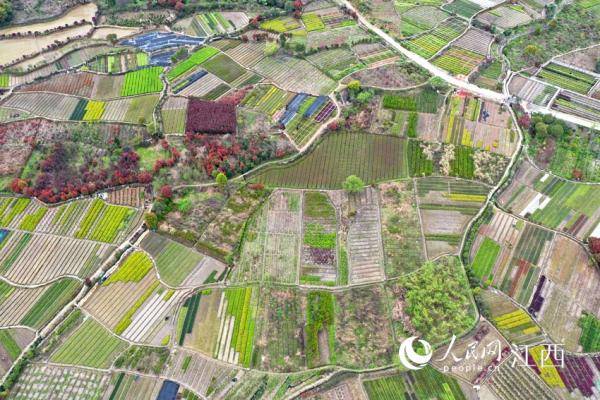 江西南昌：苗木基地姹紫火狐电竞嫣红 如大地调色板(图3)