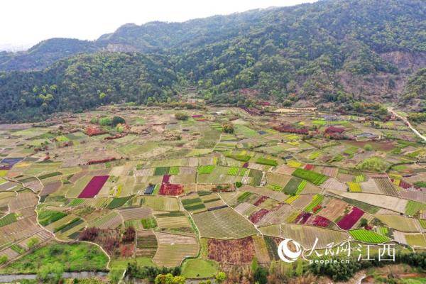 江西南昌：苗木基地姹紫火狐电竞嫣红 如大地调色板(图4)