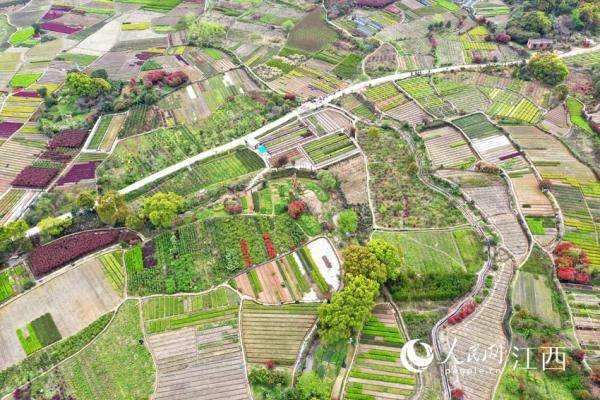 江西南昌：苗木基地姹紫火狐电竞嫣红 如大地调色板(图5)