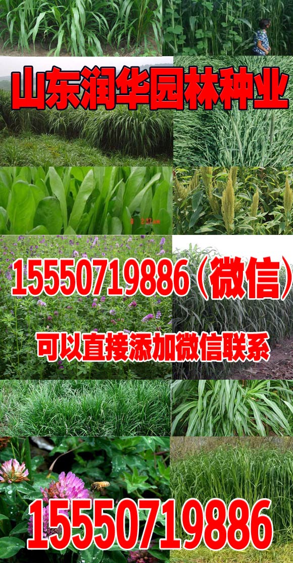 火狐电竞城市绿化树木品种大全图(图2)
