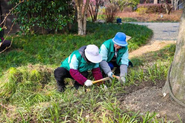 为城市“梳妆换颜”松江开启春季绿化养护工作火狐电竞(图1)