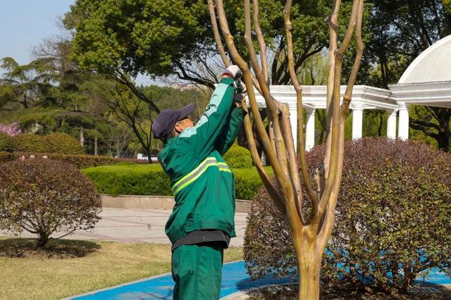 为城市“梳妆换颜”松江开启春季绿化养护工作火狐电竞(图2)