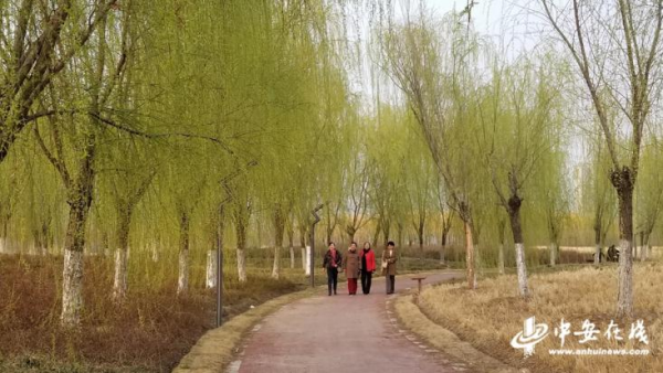 火狐电竞安徽临泉：春风十里拂泉城(图4)