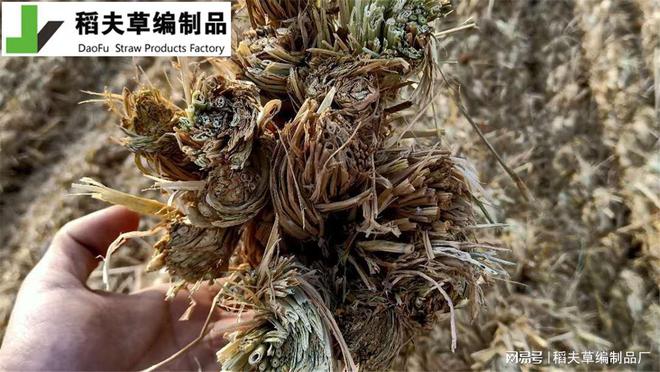 边坡绿化新选择 护坡草棒的施工火狐电竞与养护(图3)