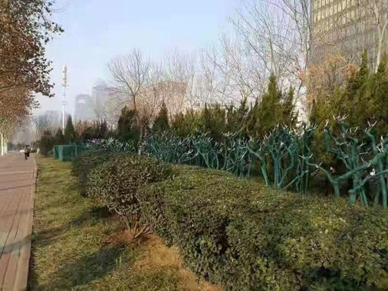 济南市园林和林业绿化局：加强绿火狐电竞化植物防寒工作应对新一轮寒潮(图2)