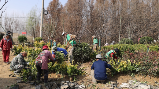 火狐电竞济宁市微山县韩庄镇：抢抓春季好时节 绿化提升正当时(图2)