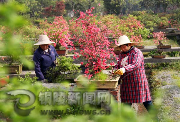 火狐电竞五洲苗木基地 打造植物科普殿堂(图1)