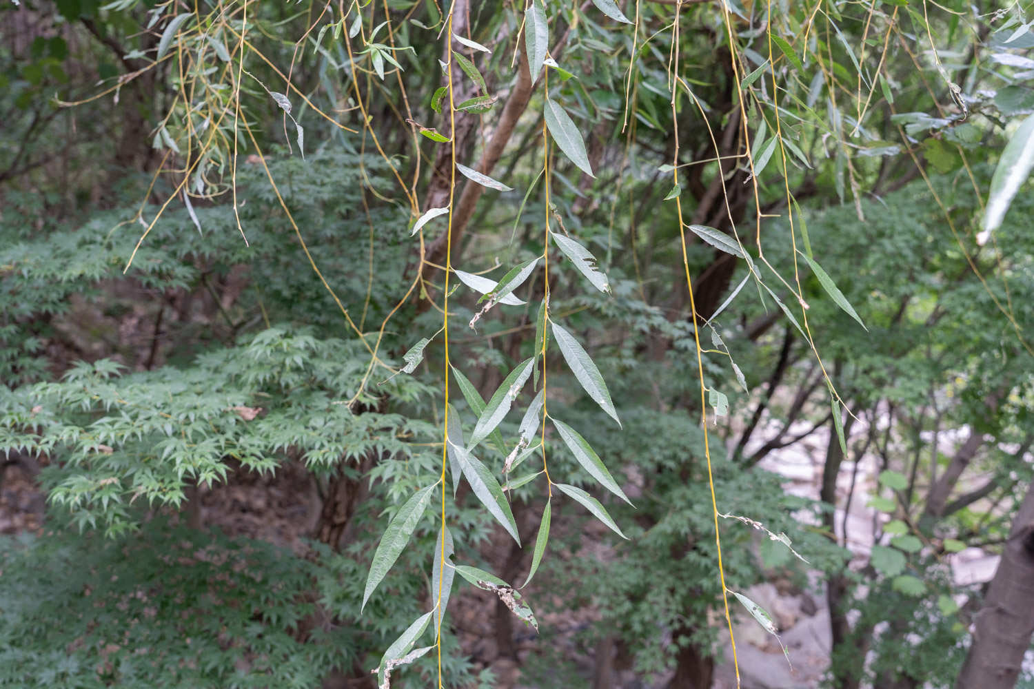 火狐电竞常见小区绿化100种植物(图3)