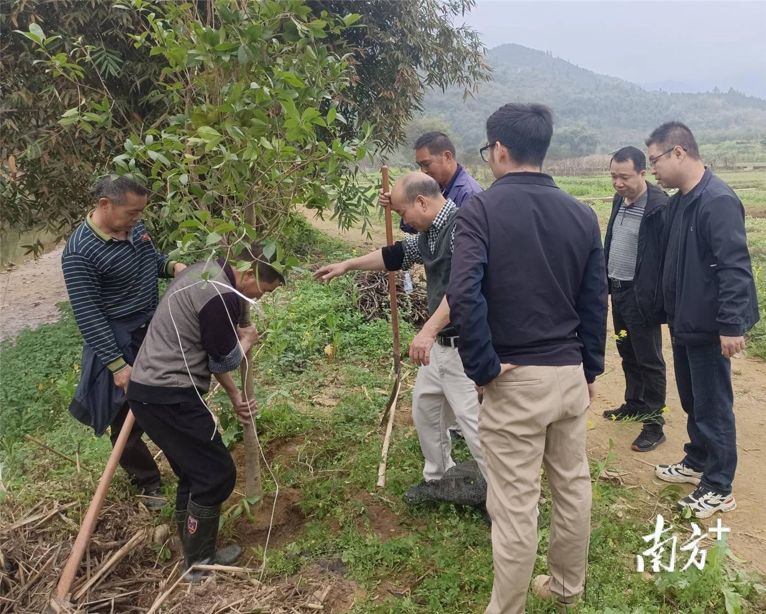 火狐电竞乡村植绿17万多株！阳山全“绿”以赴绽放新颜！(图3)