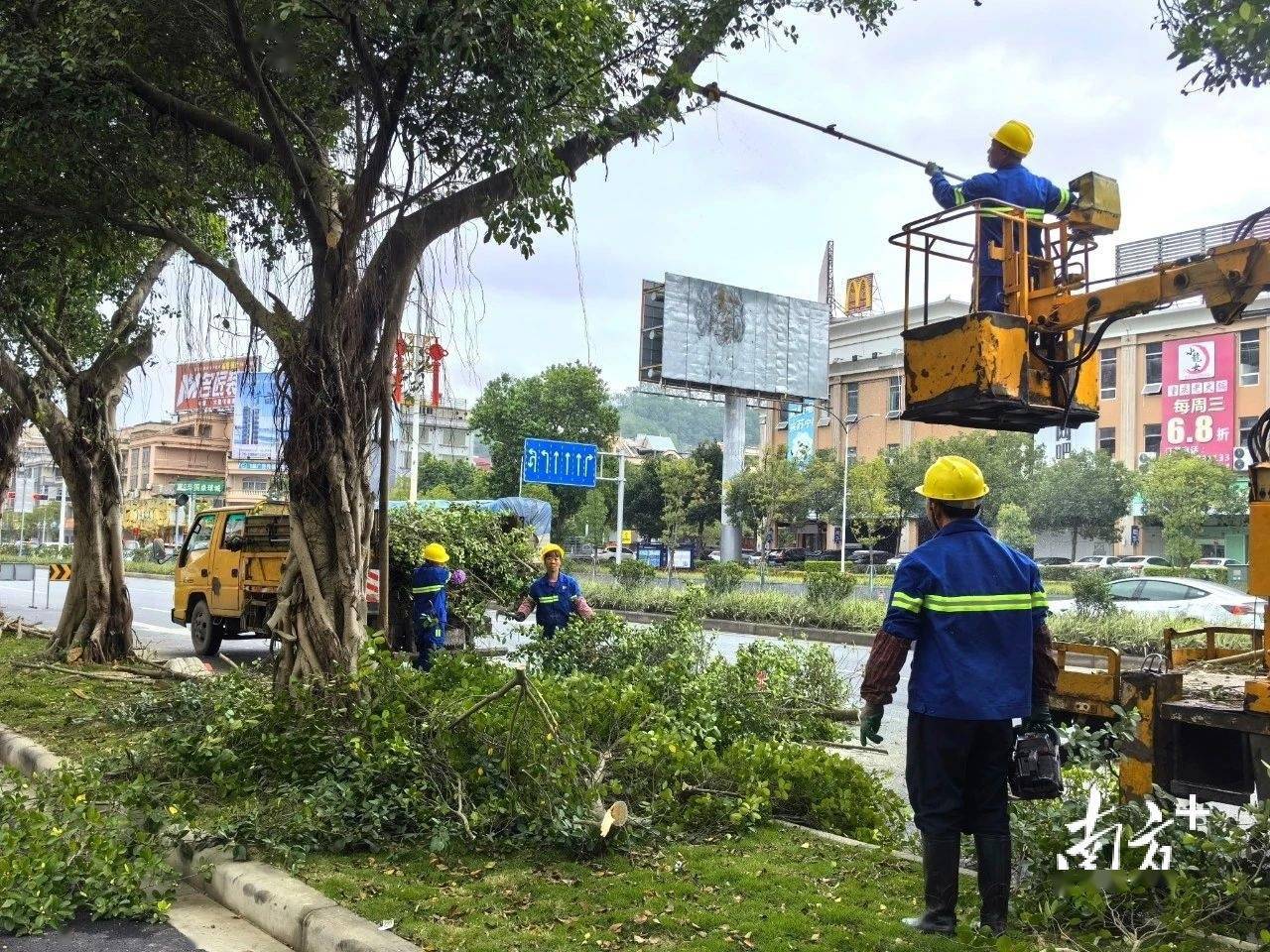 增植绿化约2火狐电竞900株阳春提升城市绿化品质(图1)