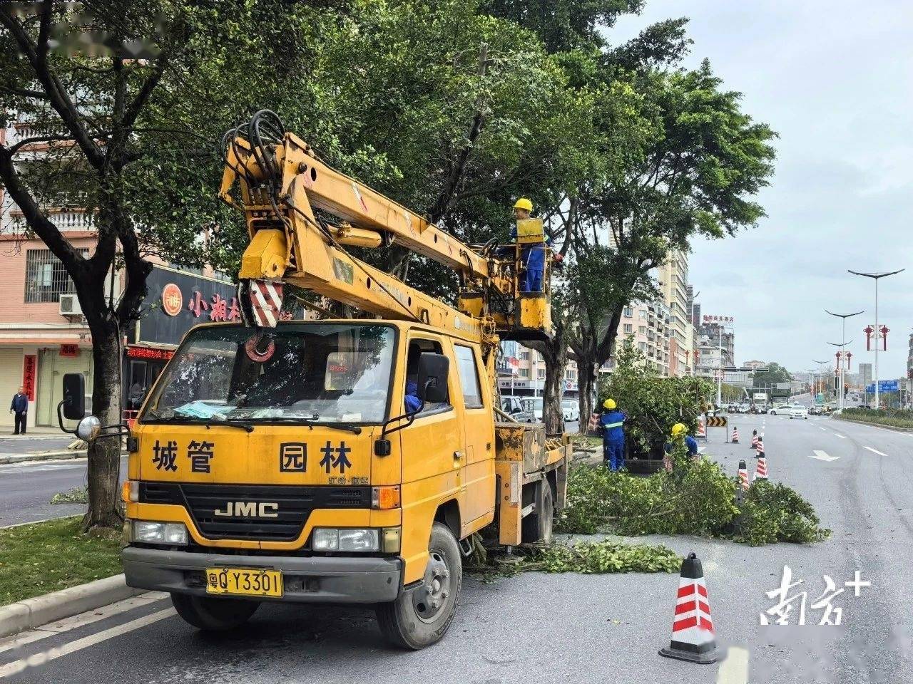 增植绿化约2火狐电竞900株阳春提升城市绿化品质(图2)
