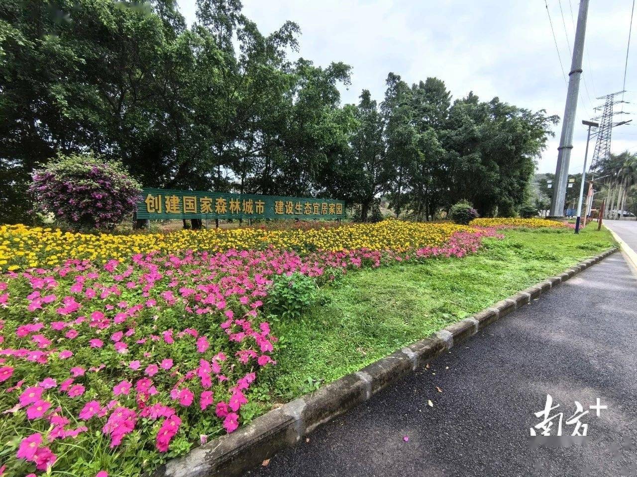 增植绿化约2火狐电竞900株阳春提升城市绿化品质(图3)