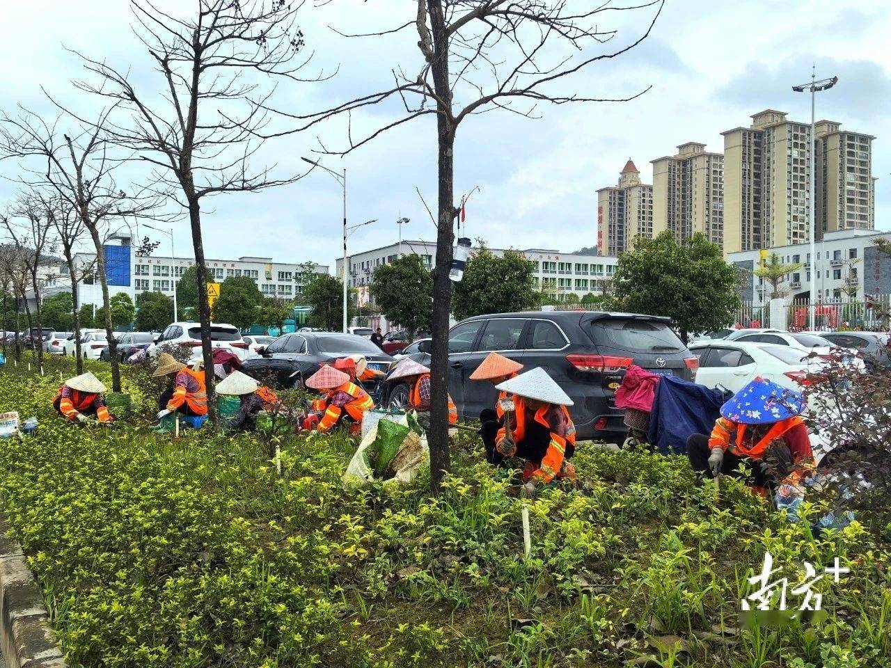 增植绿化约2火狐电竞900株阳春提升城市绿化品质(图4)