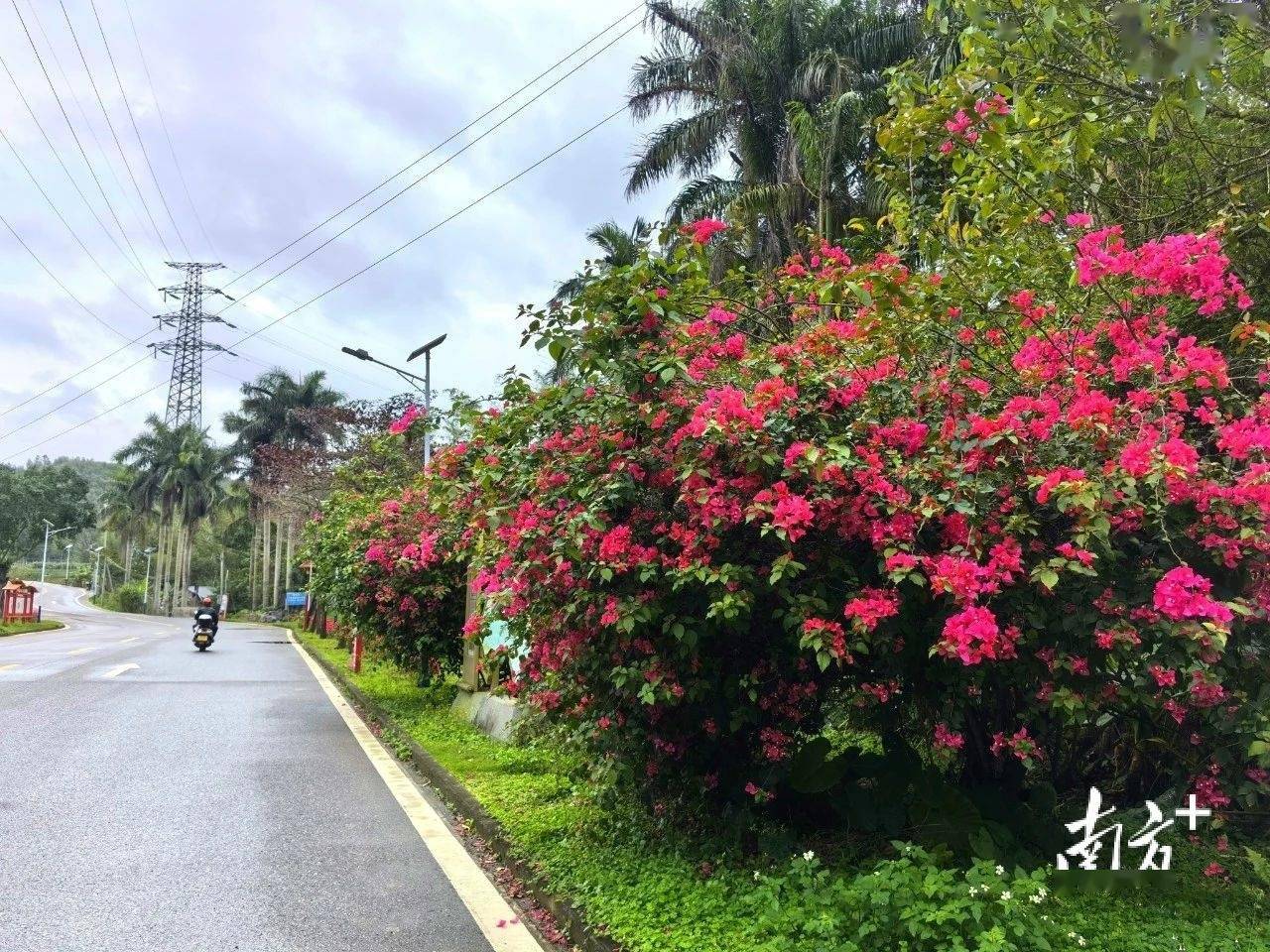 增植绿化约2火狐电竞900株阳春提升城市绿化品质(图5)