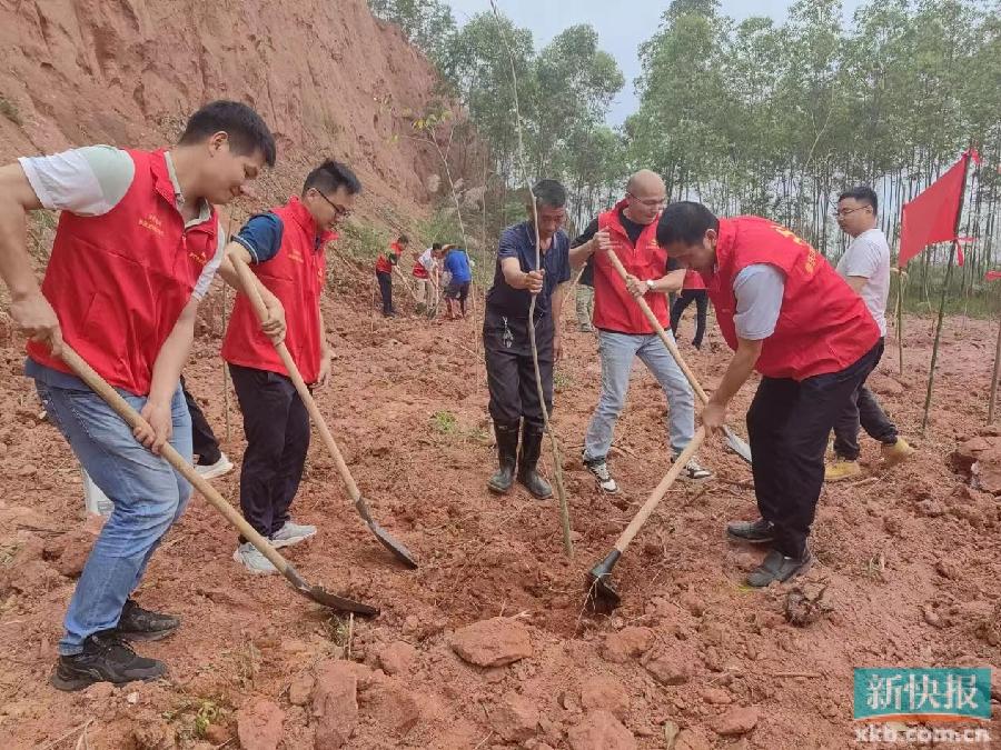 肇庆市乡村振兴局：广栽“帮扶林” 火狐电竞助力乡村绿化(图1)