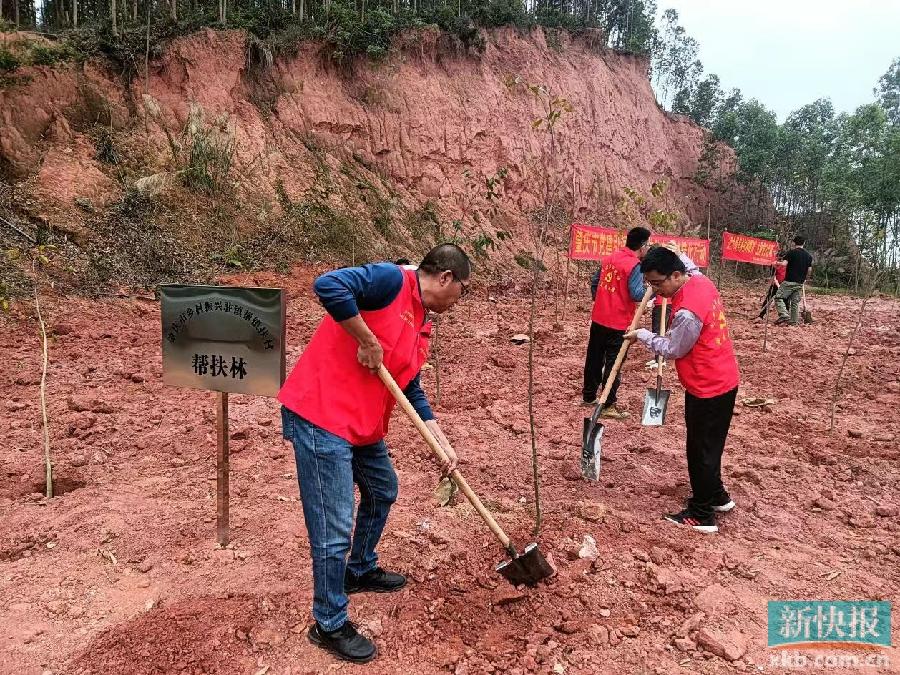 肇庆市乡村振兴局：广栽“帮扶林” 火狐电竞助力乡村绿化(图3)