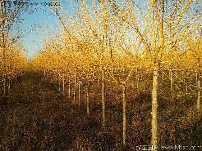 火狐电竞园林绿化苗木品种大全(图2)